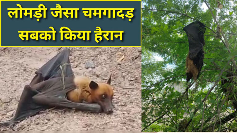 Giant bat Rajasthan
