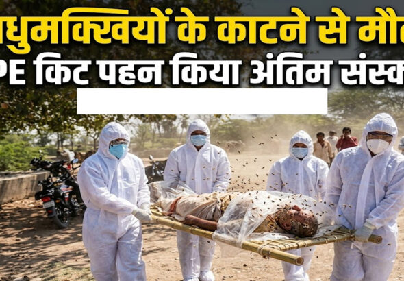 Bee Attack Chittorgarh