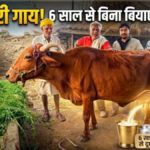 cow giving milk without calf