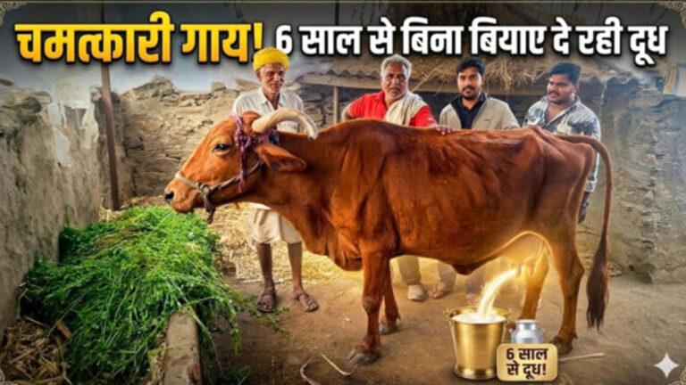 cow giving milk without calf