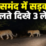 Leopard spotted in Rajsamand