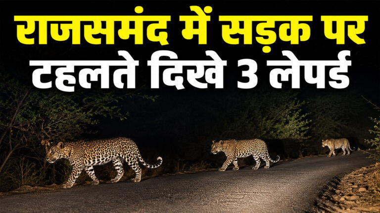 Leopard spotted in Rajsamand