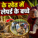 Leopard cubs found in farm