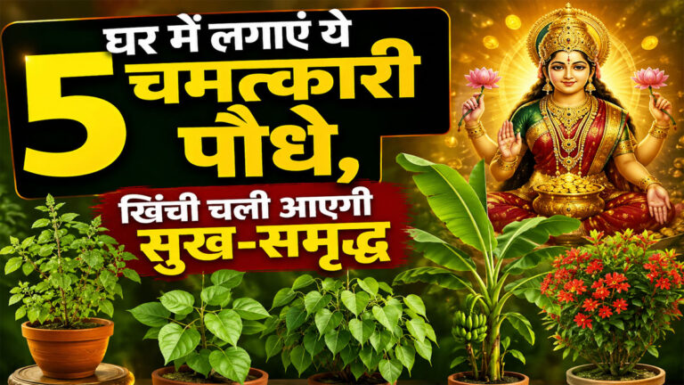Lucky Plants For Home