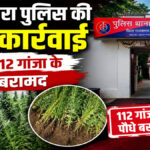 Rajsamand Ganja Plants Seized