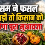 Rajasthan Crop Insurance