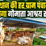 Rajasthan Gau Mata shelter scheme