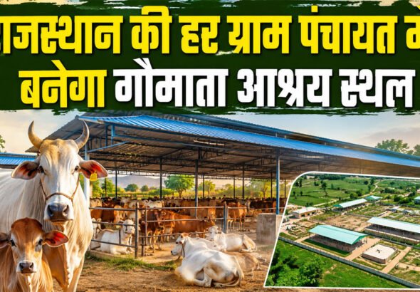 Rajasthan Gau Mata shelter scheme