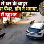 leopard CCTV video