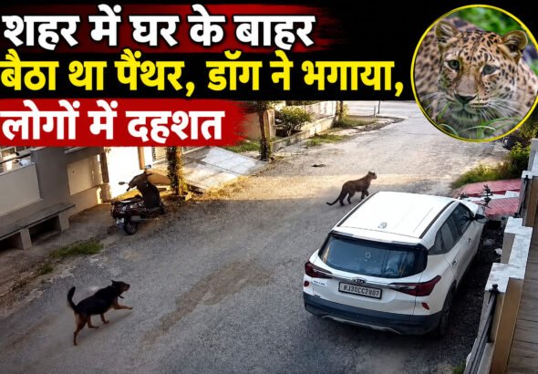 leopard CCTV video