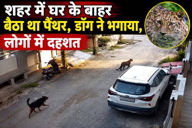 leopard CCTV video